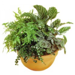 Arrangement of plants