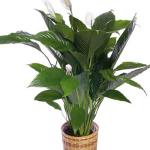 Spathiphyllum Plant